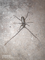 Susuacanga stigmatica