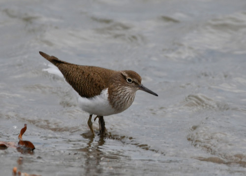Andarríos chico (Actitis hypoleucos)