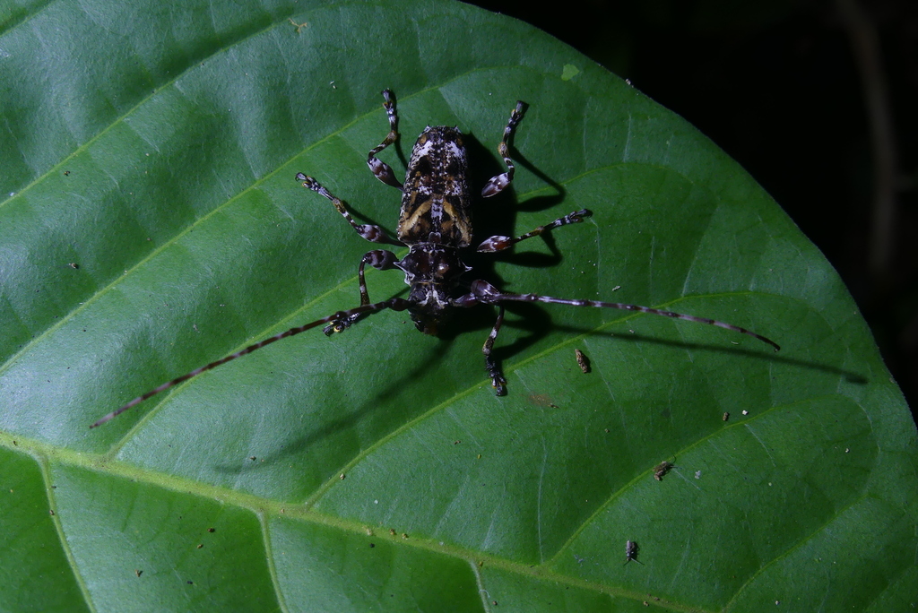 Aegomorphus gigas
