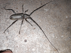 Susuacanga stigmatica