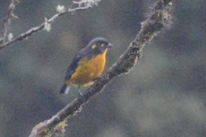 Anisognathus lacrymosus image