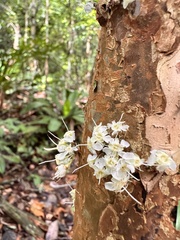 Plinia phitrantha