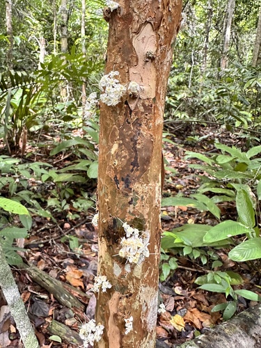 Plinia phitrantha, photograph 1