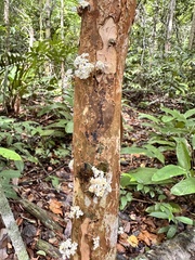 Plinia phitrantha, photograph (c) sheylarossi, some rights reserved (CC BY-SA)