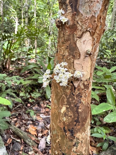 Plinia phitrantha, photograph 2