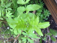 Sambucus racemosa racemosa
