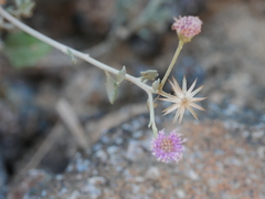 Vernonia arabica