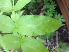 Sambucus racemosa racemosa