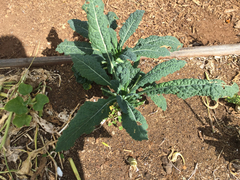 Brassica oleracea acephala