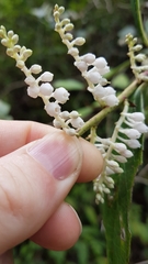 Lyonia ovalifolia