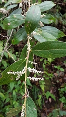 Lyonia ovalifolia