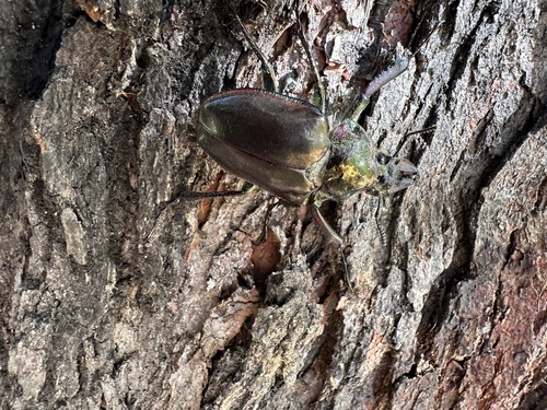 Photo of Chilean Stag Beetle (Chiasognathus grantii)