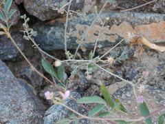 Vernonia arabica