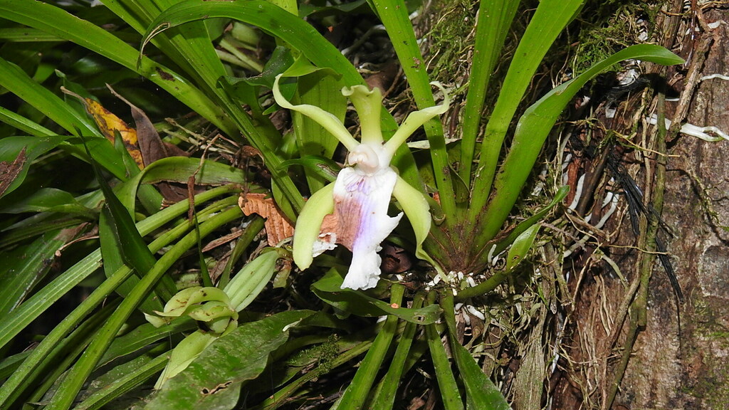 Cochleanthes