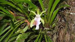 Image of Cochleanthes aromatica