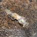 Colaba Sea Slug - Photo (c) Shaunak Modi, some rights reserved (CC BY-NC-ND), uploaded by Shaunak Modi