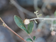 Vernonia arabica