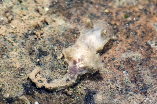 Pelagella kolabana