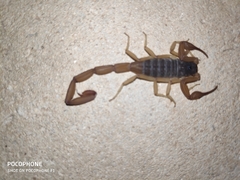 Centruroides ochraceus