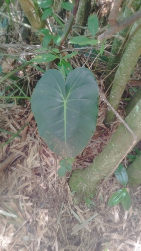 Foto de Filodendro Brasil