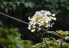 Hydrangea paniculata