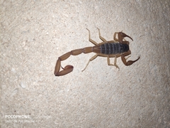 Centruroides ochraceus