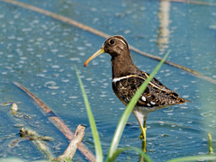 South American Painted-Snipe photo 3