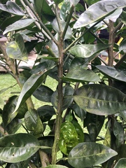 Citrus × aurantiifolia
