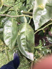 Citrus × aurantiifolia