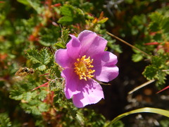 Rosa minutifolia