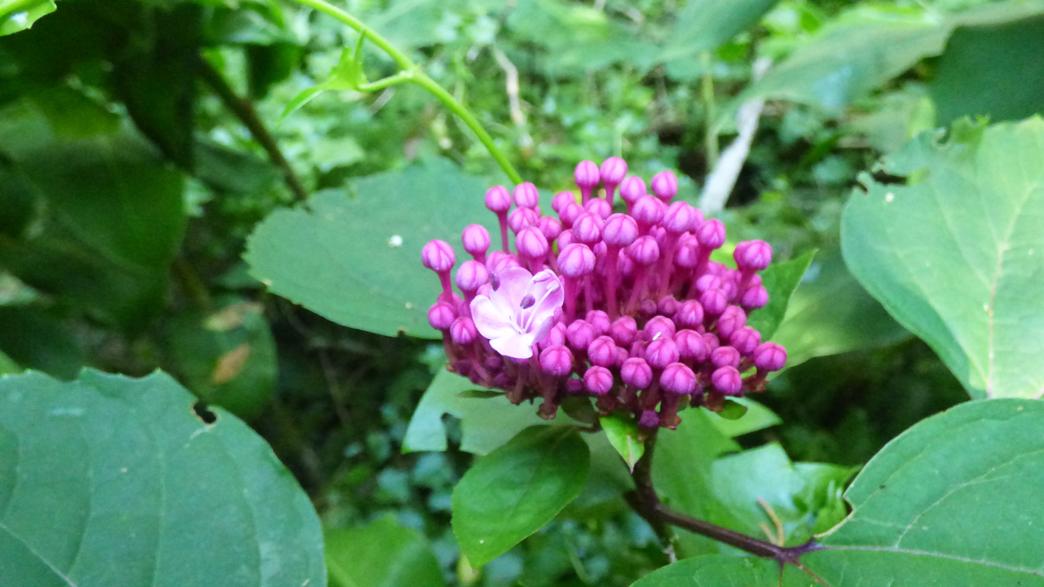Imagem de Clerodendro