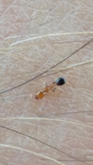 Xenomyrmex floridanus