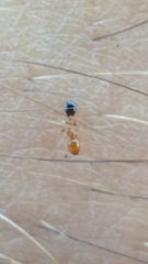 Xenomyrmex floridanus