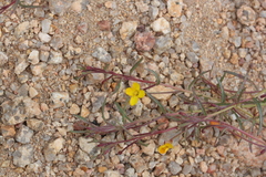 Camissonia strigulosa