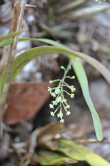 Scaphyglottis micrantha