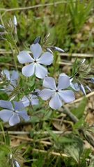 Phlox divaricata laphamii