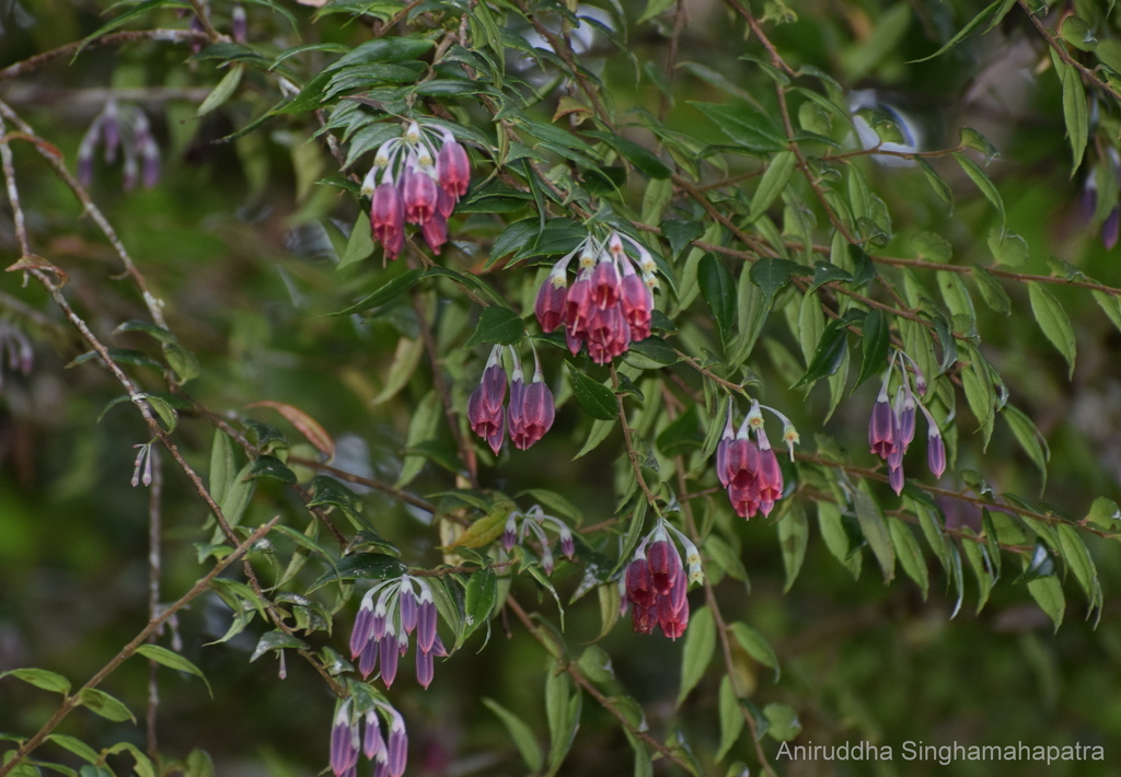 Agapetes atrosanguinea