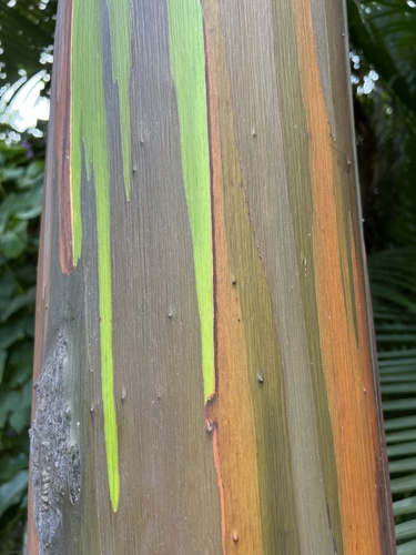 Eucalyptus deglupta