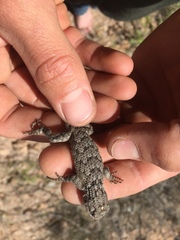 Sceloporus clarkii clarkii