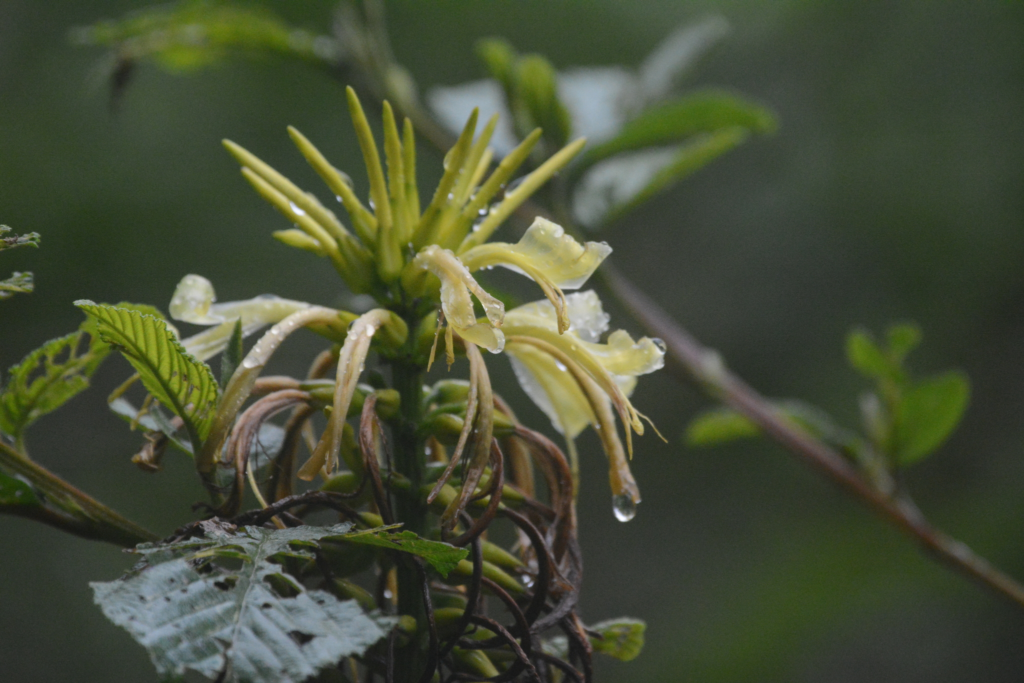 Pitcairnia image
