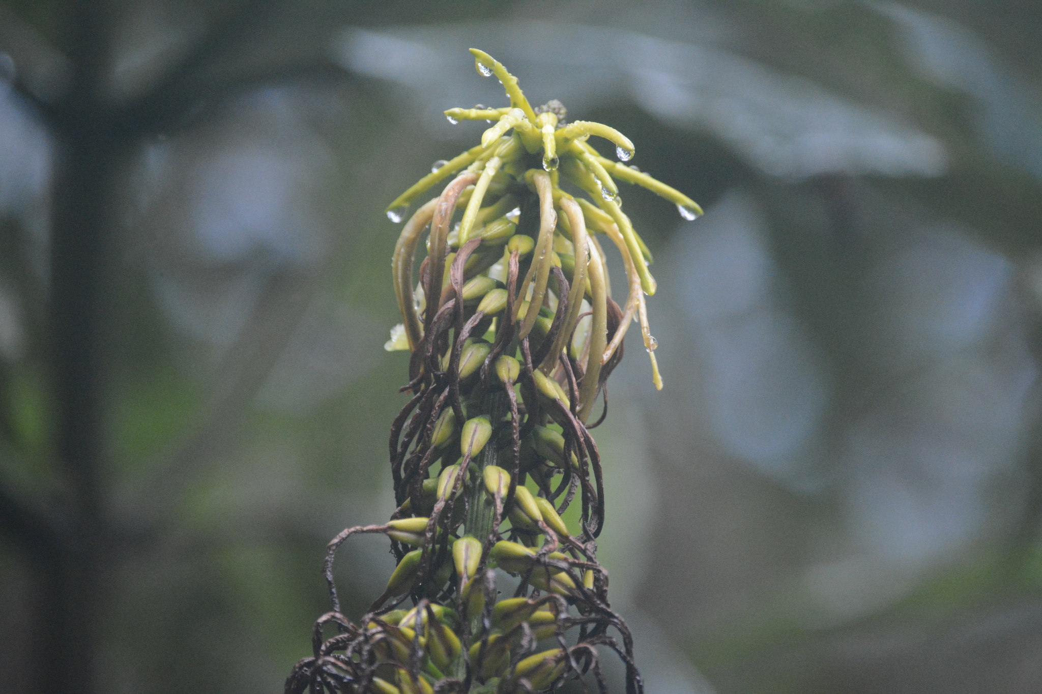 Pitcairnia trianae image