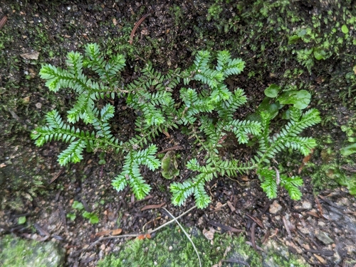 Selaginella kraussiana
