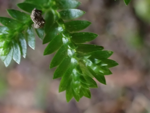 Selaginella kraussiana