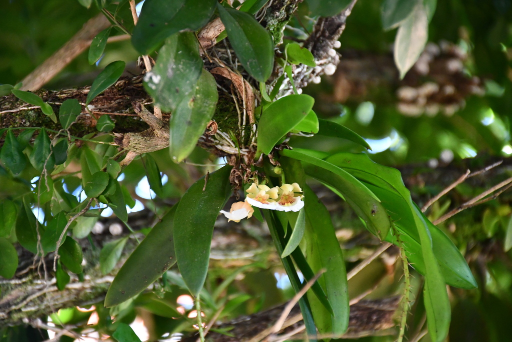 Trichocentrum fuscum