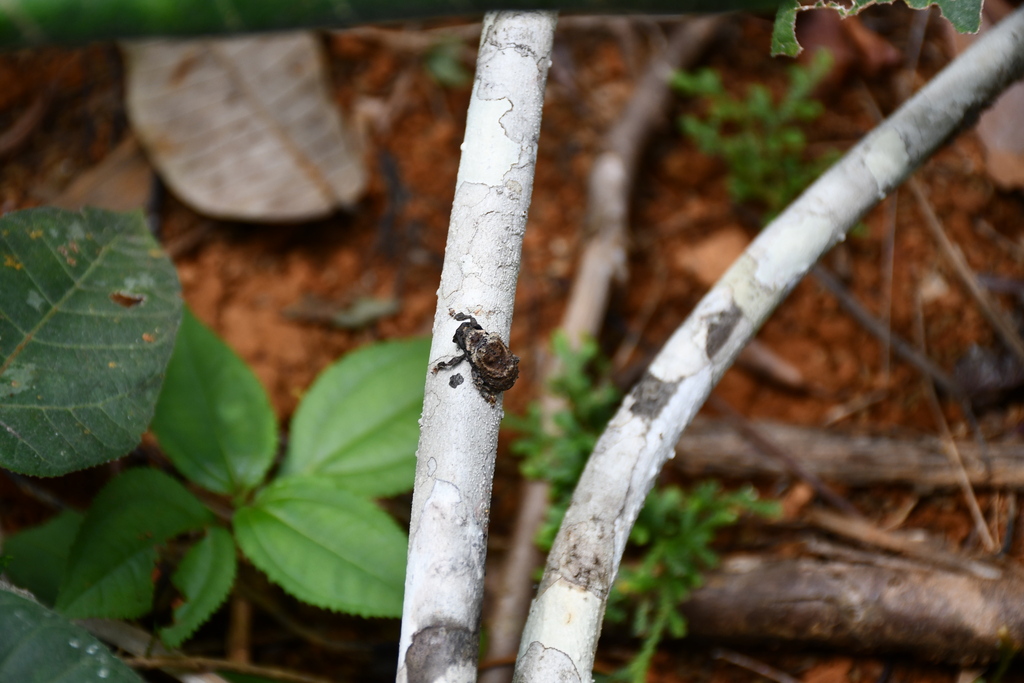 Onychocerus concentricus