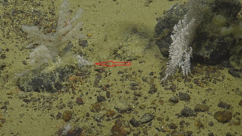 Parastenella ramosa observed 2018-07-08