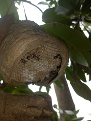 Polybia occidentalis