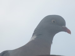 Columba palumbus