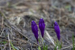 Crocus heuffelianus