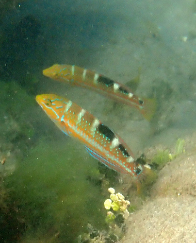 Puddingwife Wrasse